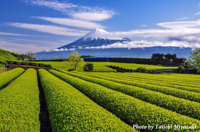 富士山の麓に広がる茶畑